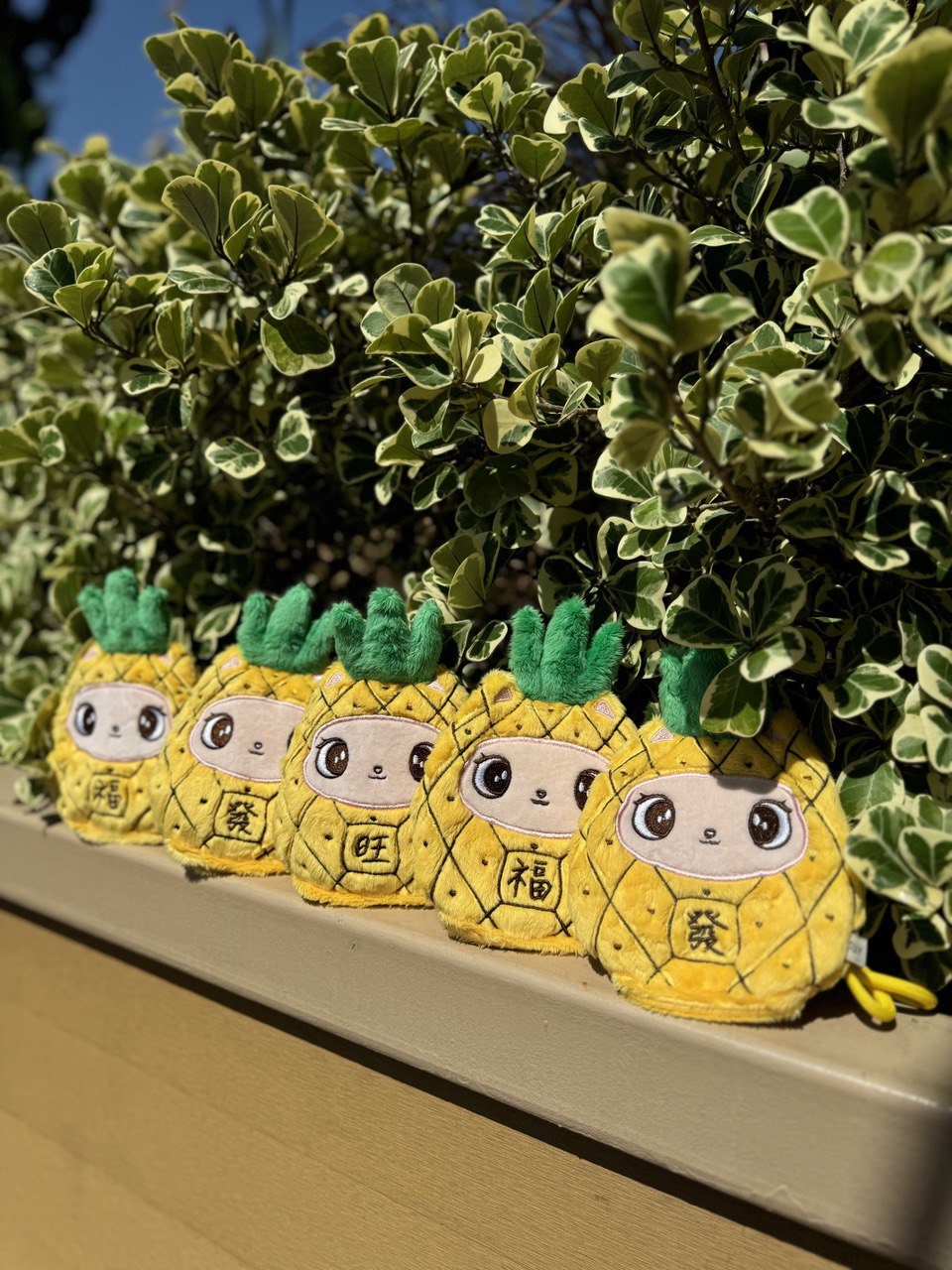 **Preorder** Pineappaw Darumeow Crinkle Toy Blind Bag